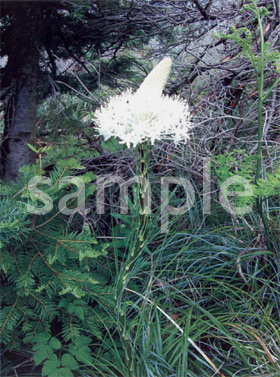 Dancing Beargrass