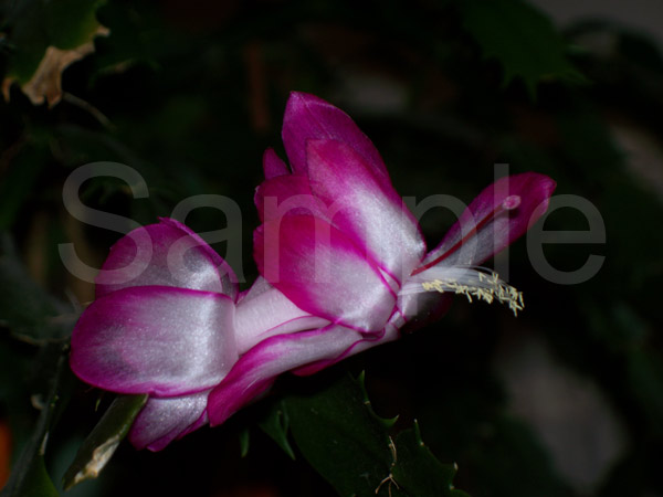 Christmas Cactus Butterfly