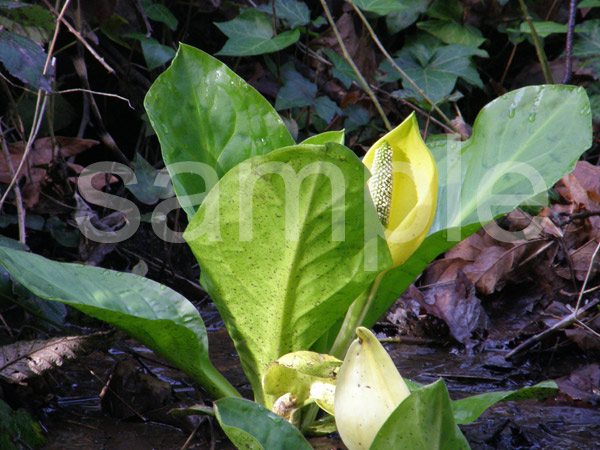Skunk Cabbage Cries